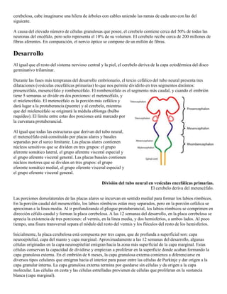 Labios Rombicos Cerebelo | DOCX