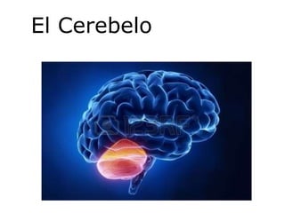 El Cerebelo
 