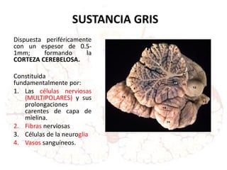SUSTANCIA GRIS
Dispuesta periféricamente
con un espesor de 0.5-
1mm; formando la
CORTEZA CEREBELOSA.
Constituida
fundamentalmente por:
1. Las células nerviosas
(MULTIPOLARES) y sus
prolongaciones
carentes de capa de
mielina.
2. Fibras nerviosas
3. Células de la neuroglia
4. Vasos sanguíneos.
 