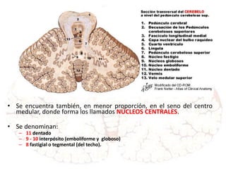 • Se encuentra también, en menor proporción, en el seno del centro
medular, donde forma los llamados NÚCLEOS CENTRALES.
• Se denominan:
– 11 dentado
– 9 - 10 interpósito (emboliforme y globoso)
– 8 fastigial o tegmental (del techo).
 