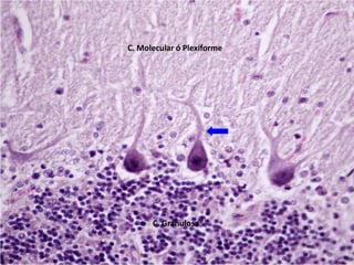 C. Molecular ó Plexiforme
C. Granulosa
 