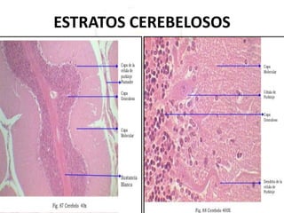ESTRATOS CEREBELOSOS
 