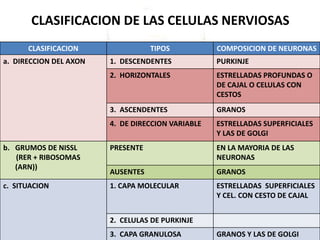 CLASIFICACION DE LAS CELULAS NERVIOSAS
CLASIFICACION TIPOS COMPOSICION DE NEURONAS
a. DIRECCION DEL AXON 1. DESCENDENTES PURKINJE
2. HORIZONTALES ESTRELLADAS PROFUNDAS O
DE CAJAL O CELULAS CON
CESTOS
3. ASCENDENTES GRANOS
4. DE DIRECCION VARIABLE ESTRELLADAS SUPERFICIALES
Y LAS DE GOLGI
b. GRUMOS DE NISSL
(RER + RIBOSOMAS
(ARN))
PRESENTE EN LA MAYORIA DE LAS
NEURONAS
AUSENTES GRANOS
c. SITUACION 1. CAPA MOLECULAR ESTRELLADAS SUPERFICIALES
Y CEL. CON CESTO DE CAJAL
2. CELULAS DE PURKINJE
3. CAPA GRANULOSA GRANOS Y LAS DE GOLGI
 