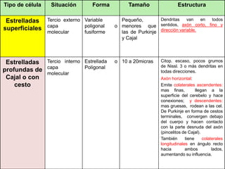 Tipo de célula Situación Forma Tamaño Estructura
Estrelladas
superficiales
Tercio externo
capa
molecular
Variable
poligonal o
fusiforme
Pequeño,
menores que
las de Purkinje
y Cajal
Dendritas van en todos
sentidos, axón corto, fino y
dirección variable.
Estrelladas
profundas de
Cajal o con
cesto
Tercio interno
capa
molecular
Estrellada o
Poligonal
10 a 20micras Citop. escaso, pocos grumos
de Nissl. 3 o más dendritas en
todas direcciones.
Axón horizontal:
Emite colaterales ascendentes:
mas finas, llegan a la
superficie del cerebelo y hace
conexiones; y descendentes:
mas gruesas, rodean a las cel.
De Purkinje en forma de cestos
terminales, convergen debajo
del cuerpo y hacen contacto
con la parte desnuda del axón
(pincelitos de Cajal).
También tiene colaterales
longitudinales en ángulo recto
hacia ambos lados,
aumentando su influencia.
 