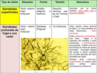 Tipo de célula Situación Forma Tamaño Estructura
Estrelladas
superficiales
Tercio externo
capa
molecular
Variable
poligonal o
fusiforme
Pequeño,
menores que
las de Purkinje
y Cajal
Dendritas van en todos
sentidos, axón corto, fino y
dirección variable.
Estrelladas
profundas de
Cajal o con
cesto
Tercio interno
capa
molecular
Estrellada o
Poligonal
10 a 20micras Citop. escaso, pocos grumos
de Nissl. 3 o más dendritas en
todas direcciones. Axón
horizontal.
Emite colaterales ascendentes:
mas finas, llegan a la
superficie del cerebelo y hace
conexiones; y descendentes:
mas gruesas, rodean a las cel.
De Purkinje en forma de cestos
terminales, convergen debajo
del cuerpo y hacen contacto
con la parte desnuda del axón
(pincelitos de Cajal).
También tiene colaterales
longitudinales en ángulo recto
hacia ambos lados,
aumentando su influencia.
 