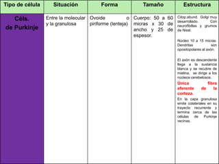 Tipo de célula Situación Forma Tamaño Estructura
Céls.
de Purkinje
Entre la molecular
y la granulosa
Ovoide o
piriforme (lenteja)
Cuerpo: 50 a 60
micras x 30 de
ancho y 25 de
espesor.
Citop.abund. Golgi muy
desarrollado. Con
neurofibillas y grumos
de Nissl.
Núcleo 10 a 15 micras.
Dendritas son
opositopolares al axón.
El axón es descendente
llega a la sustancia
blanca y se recubre de
mielina, se dirige a los
núcleos cerebelosos.
Única fibra
eferente de la
corteza.
En la capa granulosa
emite colaterales en su
trayecto recurrente y
termina cerca de las
células de Purkinje
vecinas.
 