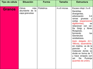 Tipo de célula Situación Forma Tamaño Estructura
Granos Célula más
abundante de la
capa granulosa
Poliédrica 4 a 6 micras Escaso citopl. 3 a 6
Dendritas
divergentes,
arborización 3-4
ramas gruesas y
cortas (expansiones
digitiformes), se
relacionan con cel.
De Golgi y fibras
Musgosas,
formando los
Glomérulos
cerebelosos.
Axón delgado (0.1-
1Micra), ascendente,
sin mielina, va de la
granular a la
molecular donde se
divide en forma de T
y hace sinapsis con
cel. De Purkinje
(puentes de unión).
 