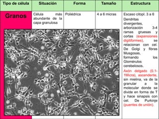 Tipo de célula Situación Forma Tamaño Estructura
Granos Célula más
abundante de la
capa granulosa
Poliédrica 4 a 6 micras Escaso citopl. 3 a 6
Dendritas
divergentes,
arborización 3-4
ramas gruesas y
cortas (expansiones
digitiformes), se
relacionan con cel.
De Golgi y fibras
Musgosas,
formando los
Glomérulos
cerebelosos.
Axón delgado (0.1-
1Micra), ascendente,
sin mielina, va de la
granular a la
molecular donde se
divide en forma de T
y hace sinapsis con
cel. De Purkinje
(puentes de unión).
 