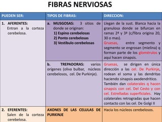 FIBRAS NERVIOSAS
PUEDEN SER: TIPOS DE FIBRAS: DIRECCION:
1. AFERENTES:
Entran a la corteza
cerebelosa.
a. MUSGOSAS: 3 sitios de
donde se originan:
1) Espino cerebelosas
2) Ponto cerebelosas
3) Vestibulo cerebelosas
Llegan de la sust. Blanca hacia la
granulosa donde se bifurcan en
ramas 2ª y 3ª (c/fibra origina 20,
30 o mas).
Gruesas, entre segmento y
segmento se engrosan (mielina) q
forman parte de los glomérulos y
aquí hacen sinapsis.
b. TREPADORAS: varios
orígenes (oliva bulbar, núcleos
cerebelosos, cel. De Purkinje).
Gruesas, se dirigen en única
dirección a las cel. De Purkinje,
rodean el soma y las dendritas
haciendo sinapsis axodendritico.
También dan colaterales q hacen
sinapsis con cel. Del Cesto y con
cel. Estrelladas superficiales. Hay
colaterales retrogradas que hacen
contacto con las cel. De Golgi II
2. EFERENTES:
Salen de la corteza
cerebelosa.
AXONES DE LAS CELULAS DE
PURKINJE
Hacia los núcleos cerebelosos.
 