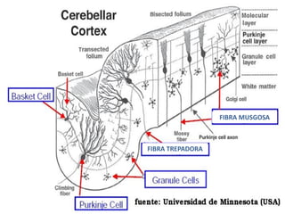 FIBRA TREPADORA
FIBRA MUSGOSA
 