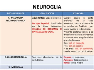 NEUROGLIA
TIPOS CELULARES: LOCALIZACION: SITUACION:
A. MACROGLIA
PROTOPLASMATICA
Abundantes: Capa Granulosa
De tipo Especial, localizadas
en la Capa Molecular:
CELULAS DE BERGMAN O
EPITELIALES DE CAJAL.
Cuerpo ocupa la parte
profunda de la capa
molecular, entre el soma de
las células de Purkinje, son
forma ovoide o redondeada.
Presenta prolongaciones q se
dividen en externas o internas
y a su ves con irregularidades
q se clasifican en:
Dos: cel. en horquilla
Tres: cel. en escoba
+ de tres: cel. en candelero,
se relacionan con cel. Purkinje.
B. OLIGODENDROGLIA Son mas abundantes en la
sust. blanca
Escasas: c. molecular
Ausentes: tercio externo
Raras: tercio medio
C. MICROGLIA
 