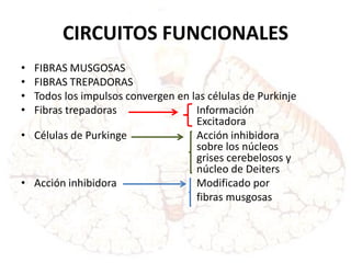 CIRCUITOS FUNCIONALES
• FIBRAS MUSGOSAS
• FIBRAS TREPADORAS
• Todos los impulsos convergen en las células de Purkinje
• Fibras trepadoras Información
Excitadora
• Células de Purkinge Acción inhibidora
sobre los núcleos
grises cerebelosos y
núcleo de Deiters
• Acción inhibidora Modificado por
fibras musgosas
 
