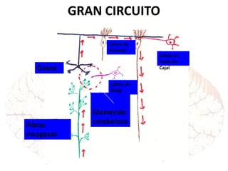 GRAN CIRCUITO
Grano
Fibras
musgosas
Glomérulo
cerebeloso
Célula de
Golgi
Célula de
Purkinje
Célula en
Cesto de
Cajal
 