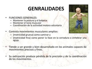 GENRALIDADES
• FUNCIONES GENERALES:
– Mantener la postura y el balance
– Mantener el tono muscular
– Coordinación de la actividad motora voluntaria
• Controla movimientos musculares amplios:
– (motricidad gruesa) como caminar y
– (motricidad fina) como poner la llave en la cerradura o enhebrar una
aguja.
• Tiende a ser grande y bien desarrollado en los animales capaces de
movimientos precisos y finos.
• Su extirpación produce pérdida de la precisión y de la coordinación
de los movimientos.
 