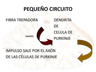 PEQUEÑO CIRCUITO
FIBRA TREPADORA DENDRITA
DE
CELULA DE
PURKINJE
IMPULSO SALE POR EL AXÓN
DE LAS CÉLULAS DE PURKINJE
SINAPSIS
 