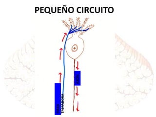 PEQUEÑO CIRCUITO
FIBRA
TREPADORA
AXÓN
 