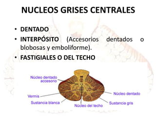 NUCLEOS GRISES CENTRALES
• DENTADO
• INTERPÓSITO (Accesorios dentados o
blobosas y emboliforme).
• FASTIGIALES O DEL TECHO
 