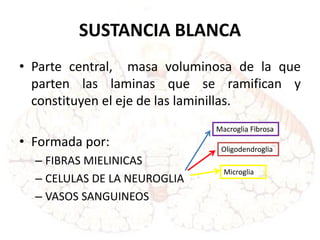 SUSTANCIA BLANCA
• Parte central, masa voluminosa de la que
parten las laminas que se ramifican y
constituyen el eje de las laminillas.
• Formada por:
– FIBRAS MIELINICAS
– CELULAS DE LA NEUROGLIA
– VASOS SANGUINEOS
Macroglia Fibrosa
Oligodendroglia
Microglia
 