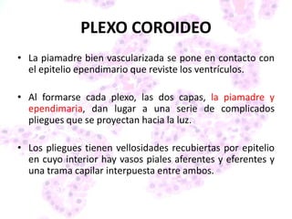 PLEXO COROIDEO
• La piamadre bien vascularizada se pone en contacto con
el epitelio ependimario que reviste los ventrículos.
• Al formarse cada plexo, las dos capas, la piamadre y
ependimaria, dan lugar a una serie de complicados
pliegues que se proyectan hacia la luz.
• Los pliegues tienen vellosidades recubiertas por epitelio
en cuyo interior hay vasos piales aferentes y eferentes y
una trama capilar interpuesta entre ambos.
 