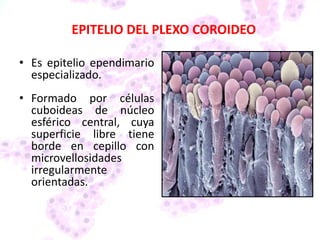 EPITELIO DEL PLEXO COROIDEO
• Es epitelio ependimario
especializado.
• Formado por células
cuboideas de núcleo
esférico central, cuya
superficie libre tiene
borde en cepillo con
microvellosidades
irregularmente
orientadas.
 