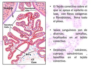 • El Tejido conectivo sobre el
que se apoya el epitelio es
laxo, con fibras colágenas
y fibroblastos, llena todo
el plexo.
• Vasos sanguíneos son de
diversos tamaños,
localizados en el tejido
conectivo.
• Depósitos calcáreos,
cuerpos concéntricos ,
basofilos en el tejido
conectivo.
 