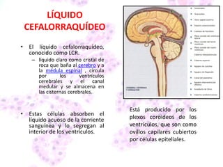 LÍQUIDO
CEFALORRAQUÍDEO
• El líquido cefalorraquídeo,
conocido como LCR.
– líquido claro como cristal de
roca que baña al cerebro y a
la médula espinal , circula
por los ventrículos
cerebrales y el canal
medular y se almacena en
las cisternas cerebrales.
• Estas células absorben el
líquido acuoso de la corriente
sanguínea y lo segregan al
interior de los ventrículos.
Está producido por los
plexos coroideos de los
ventrículos, que son como
ovillos capilares cubiertos
por células epiteliales.
 