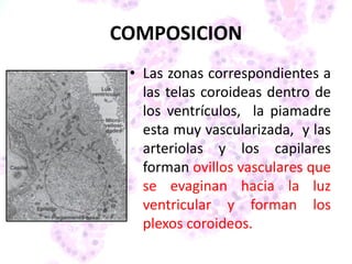 COMPOSICION
• Las zonas correspondientes a
las telas coroideas dentro de
los ventrículos, la piamadre
esta muy vascularizada, y las
arteriolas y los capilares
forman ovillos vasculares que
se evaginan hacia la luz
ventricular y forman los
plexos coroideos.
 