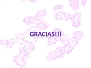 FUNCION
• Los plexos coroideos son barrera selectiva que
mantiene constante las características del
medio líquido en que se sitúa el SNC.
• Produce un 70% de LCR a ritmo de 14 a 35
ml/hora, de forma que sustituye el volumen
total de LCR que es de 150 ml/4 veces al día.
• El mecanismo de producción del LCR es por la
creación de un gradiente iónico.
 