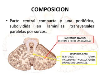 COMPOSICION
• Parte central compacta y una periférica,
subdividida en laminillas transversales
paralelas por surcos.
SUSTANCIA BLANCA:
CENTRAL Y EJE DE LAS LAMILLAS
SUSTANCIA GRIS:
PERIFERICA, FORMA
INCLUSIONES: NUCLEOS GRISES
O GANGLIOS CENTRALES.
 