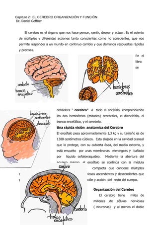 Capítulo 2: EL CEREBRO ORGANIZACIÓN Y FUNCIÓN
Dr. Daniel Geffner
El cerebro es el órgano que nos hace pensar, sentir, desear y actuar. Es el asiento
de múltiples y diferentes acciones tanto conscientes como no conscientes, que nos
permite responder a un mundo en continuo cambio y que demanda respuestas rápidas
y precisas.
En el
libro
se
considera “ cerebro” a todo el encéfalo, comprendiendo
los dos hemisferios (mitades) cerebrales, el diencéfalo, el
tronco encefálico, y el cerebelo.
Una rápida visión anatomica del Cerebro
El encéfalo pesa aproximadamente 1,3 kg y su tamaño es de
1380 centímetros cúbicos. Esta alojado en la cavidad craneal
que lo protege, con su cubierta ósea, del medio externo, y
está envuelto por unas membranas meníngeas y bañado
por liquido cefalorraquídeo. Mediante la abertura del
agujero magno, el encéfalo se continúa con la médula
espinal, estructura compacta que contiene múltiples
circuitos intramedulares y haces de fibras nerviosas ascendentes y descendentes que
permiten al cerebro dirigir o supervisar la sensación y acción del resto del cuerpo.
Organización del Cerebro
El cerebro tiene miles de
millones de células nerviosas
( neuronas) y al menos el doble
 