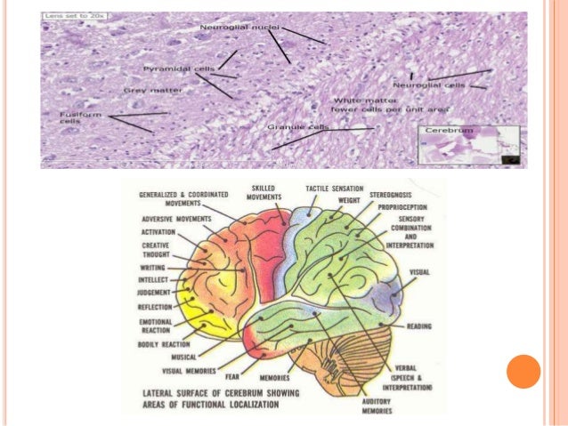 dr najeeb lectures on cerebral cortex dr najeeb lectures on cerebral cortex