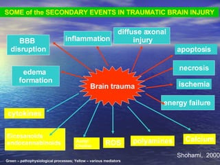 Brain trauma BBB  disruption diffuse axonal injury edema  formation Eicosanoids endocannabinoids necrosis energy failure cytokines SOME of the SECONDARY EVENTS IN TRAUMATIC BRAIN INJURY apoptosis inflammation ROS polyamines Calcium Acetyl Choline ischemia Shohami,  2000 Green – pathophysiological processes; Yellow – various mediators 