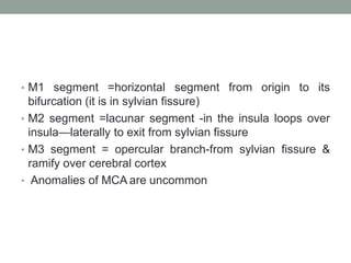 • M1 segment =horizontal segment from origin to its
bifurcation (it is in sylvian fissure)
• M2 segment =lacunar segment -in the insula loops over
insula—laterally to exit from sylvian fissure
• M3 segment = opercular branch-from sylvian fissure &
ramify over cerebral cortex
• Anomalies of MCA are uncommon
 