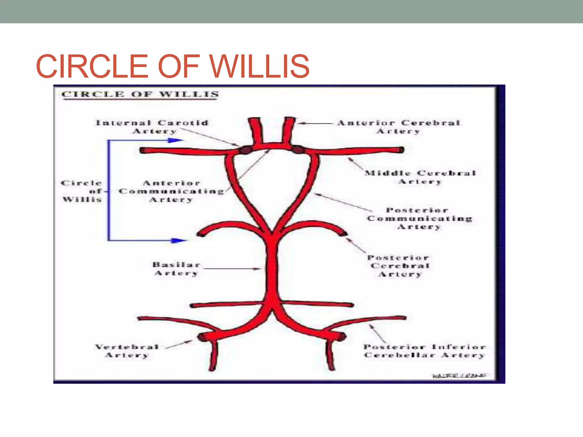 CIRCLE OF WILLIS
 