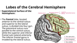 Lobes of the Cerebral Hemisphere
• Superolateral Surface of the
Hemisphere :
• The frontal lobe, located
anterior to the central sulcus
and superior to the lateral
sulcus, is divided into four gyri.
The precentral sulcus runs
parallel to the central sulcus,
while the superior and inferior
frontal sulci extend anteriorly.
The inferior frontal gyrus is
invaded by the lateral sulcus.
 