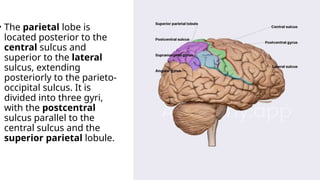 • The parietal lobe is
located posterior to the
central sulcus and
superior to the lateral
sulcus, extending
posteriorly to the parieto-
occipital sulcus. It is
divided into three gyri,
with the postcentral
sulcus parallel to the
central sulcus and the
superior parietal lobule.
 