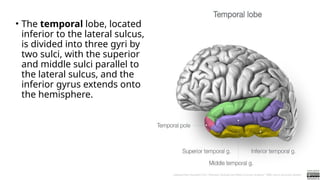 • The temporal lobe, located
inferior to the lateral sulcus,
is divided into three gyri by
two sulci, with the superior
and middle sulci parallel to
the lateral sulcus, and the
inferior gyrus extends onto
the hemisphere.
 
