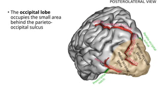 • The occipital lobe
occupies the small area
behind the parieto-
occipital sulcus
 