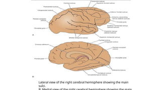 Lateral view of the right cerebral hemisphere showing the main
sulci.
 