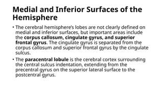 Medial and Inferior Surfaces of the
Hemisphere
• The cerebral hemisphere’s lobes are not clearly defined on
medial and inferior surfaces, but important areas include
the corpus callosum, cingulate gyrus, and superior
frontal gyrus. The cingulate gyrus is separated from the
corpus callosum and superior frontal gyrus by the cingulate
sulcus.
• The paracentral lobule is the cerebral cortex surrounding
the central sulcus indentation, extending from the
precentral gyrus on the superior lateral surface to the
postcentral gyrus.
 