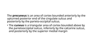 The precuneus is an area of cortex bounded anteriorly by the
upturned posterior end of the cingulate sulcus and
posteriorly by the parieto-occipital sulcus.
• The cuneus is a triangular area of cortex bounded above by
the parietooccipital sulcus, inferiorly by the calcarine sulcus,
and posteriorly by the superior medial margin
 