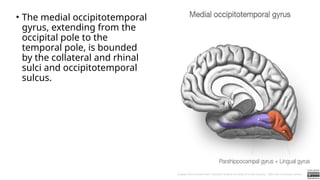 • The medial occipitotemporal
gyrus, extending from the
occipital pole to the
temporal pole, is bounded
by the collateral and rhinal
sulci and occipitotemporal
sulcus.
 