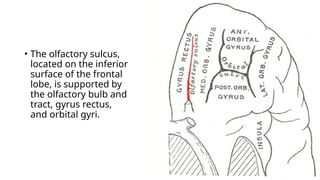 • The olfactory sulcus,
located on the inferior
surface of the frontal
lobe, is supported by
the olfactory bulb and
tract, gyrus rectus,
and orbital gyri.
 
