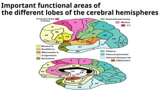 Important functional areas of
the different lobes of the cerebral hemispheres
 