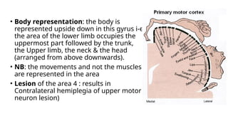 • Body representation: the body is
represented upside down in this gyrus i-e
the area of the lower limb occupies the
uppermost part followed by the trunk,
the Upper limb, the neck & the head
(arranged from above downwards).
• NB: the movements and not the muscles
are represented in the area
• Lesion of the area 4 : results in
Contralateral hemiplegia of upper motor
neuron lesion)
 