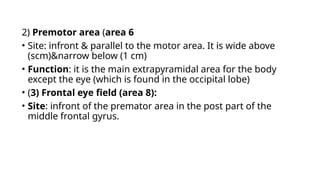 2) Premotor area (area 6
• Site: infront & parallel to the motor area. It is wide above
(scm)&narrow below (1 cm)
• Function: it is the main extrapyramidal area for the body
except the eye (which is found in the occipital lobe)
• (3) Frontal eye field (area 8):
• Site: infront of the premator area in the post part of the
middle frontal gyrus.
 