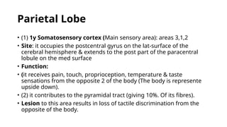 Parietal Lobe
• (1) 1y Somatosensory cortex (Main sensory area): areas 3,1,2
• Site: it occupies the postcentral gyrus on the lat-surface of the
cerebral hemisphere & extends to the post part of the paracentral
lobule on the med surface
• Function:
• (it receives pain, touch, proprioception, temperature & taste
sensations from the opposite 2 of the body (The body is represente
upside down).
• (2) it contributes to the pyramidal tract (giving 10%. Of its fibres).
• Lesion to this area results in loss of tactile discrimination from the
opposite of the body.
 