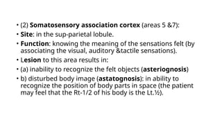 • (2) Somatosensory association cortex (areas 5 &7):
• Site: in the sup-parietal lobule.
• Function: knowing the meaning of the sensations felt (by
associating the visual, auditory &tactile sensations).
• Lesion to this area results in:
• (a) inability to recognize the felt objects (asteriognosis)
• b) disturbed body image (astatognosis): in ability to
recognize the position of body parts in space (the patient
may feel that the Rt-1/2 of his body is the Lt.1⁄2).
 