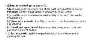 • (3)Supramarginal gyrus (area 40):
• Site it surrounds the upper end of the post ramus of lateral sulcus.
Function: it interrelates sensory, auditory & visual stimuli-
• Injury of this area leads to apraxia (inability to perform purposeful
movements):
• (a) Ideomotor apraxia : inability to perform complicated motor tasks
e-g-Saluting
• B). Ideational apraxia inability to use objects (eg when tools are
placed in a patient hands)
• (c) facial apraxia: inability to perform facial-oral movements e-
glicking the lips.
 