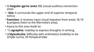 • 4) Angular gyrus (area 39): (visual auditory conversion
area)
• : Site: it surrounds the upper end of superior temporal
sulcus
• Function: it receives input visual impulses from areas 18,19
& projects them to the Wernicke’s area).
• Injury to this area leads to:
• "1) agraphia: inability to express thoughts in writing.
• (2)dyscalculia: difficulty with arithmetics (inability to do
simple sums). III-Temporal lobe
 